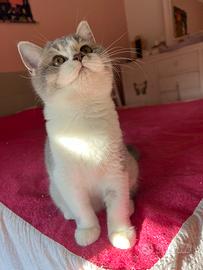 Cuccioli British Shorthair Bicolor