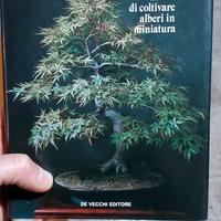 Bonsai di Giovanni genotti 