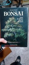 Bonsai di Giovanni genotti 