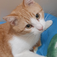 Gatto rosso e bianco