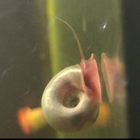 Lumache d'acqua dolce