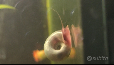 Lumache d'acqua dolce