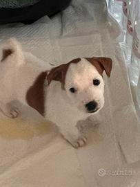 Jack Russel di razza maschi e femmina
