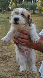 cuccioli Jack Russell terrier  di 3 mesi