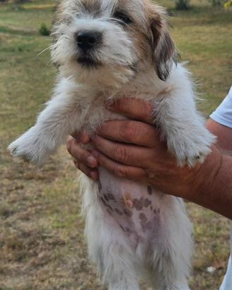 cuccioli Jack Russell terrier  di 3 mesi