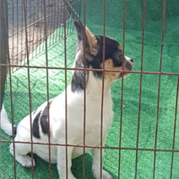 Cucciola chihuahua