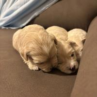 Cuccioli di maltipoo