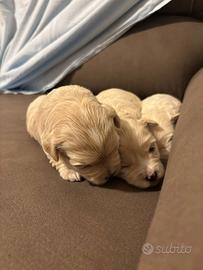 Cuccioli di maltipoo