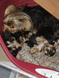 Cuccioli Yorkshire taglia toy