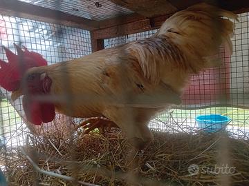 Gallo