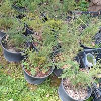 Piante di asparagi selvatici 