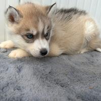 Siberian Husky con pedigree Enci