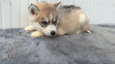 Siberian Husky con pedigree Enci