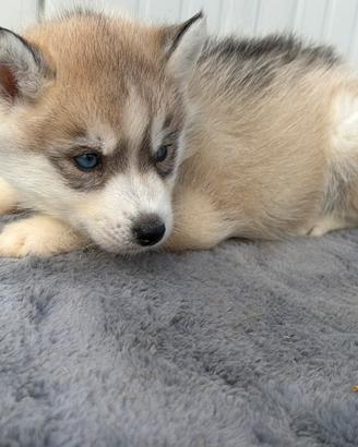 Siberian Husky con pedigree Enci