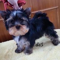 Yorkshire terrier femmina