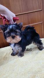 Yorkshire terrier femmina