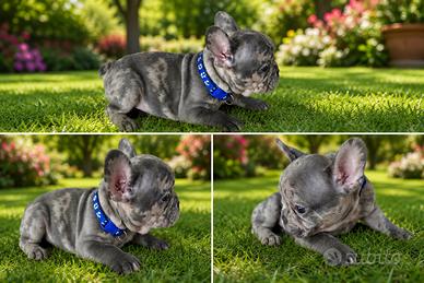 Bulldog francese
