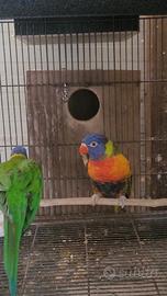 Coppia lori arcobaleno