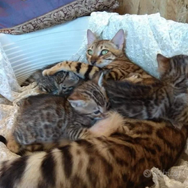 Bengala meravigliosi cuccioli disponibili