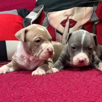 American pitbull terrier