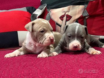American pitbull terrier