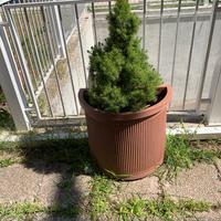 Vaso il plastica con pino