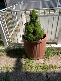 Vaso il plastica con pino