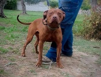 Cuccioli American Pit Bull Terrier