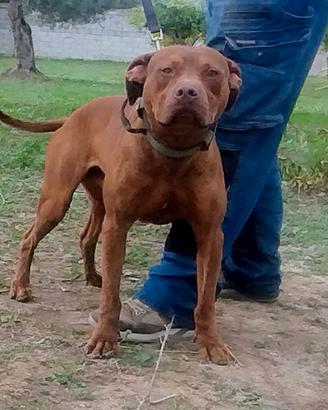 Cuccioli American Pit Bull Terrier
