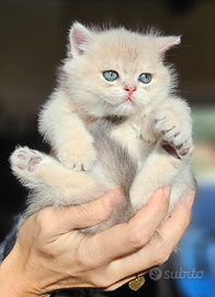 British Shorthair