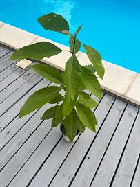 Pianta avocado