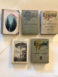 Il Pino-L'Abete-Selvicoltura-Le Cionifere-Boschi e