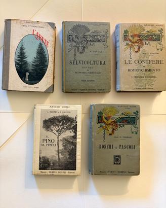 Il Pino-L'Abete-Selvicoltura-Le Cionifere-Boschi e