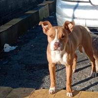 Pitbull Red nouse femmina
