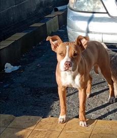 Pitbull Red nouse femmina