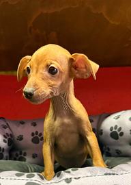 I migliori cuccioli italiani ( pinscher)