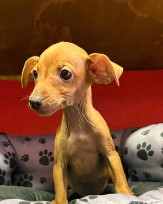 I migliori cuccioli italiani ( pinscher)