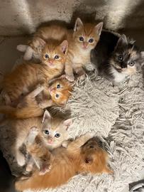 Cuccioli Maine Coon