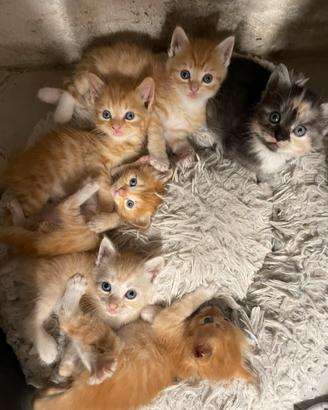 Cuccioli Maine Coon