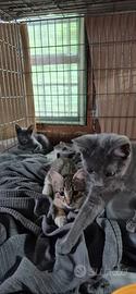 3 gattini grigi
