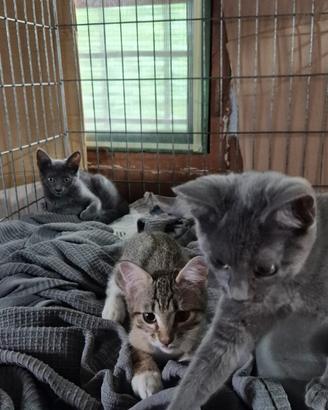 3 gattini grigi