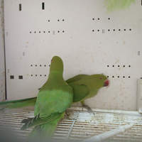 Coppie parrocchetti dal collare