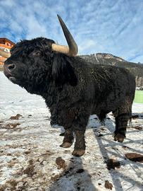 Toro Highlander