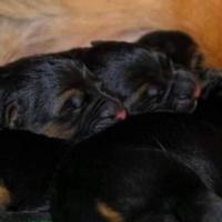 Cuccioli Pastore Tedesco