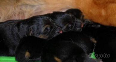Cuccioli Pastore Tedesco