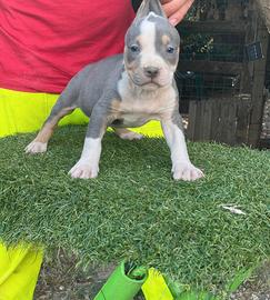 Pitbull tricolor e blue nose