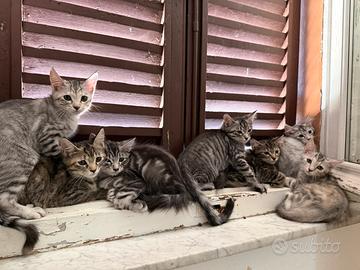 Splendidi Gattini incrocio Maine Coon