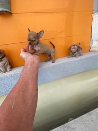 Cuccioli di chihuahua toy