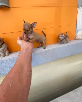 Cuccioli di chihuahua toy