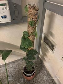 Talee di monstera dubia